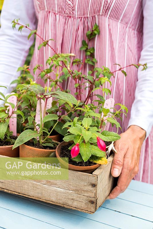 Woman carrying tray of Fuchsias with stamped labels
