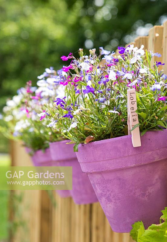 Lobelia potted plants with stamped labels