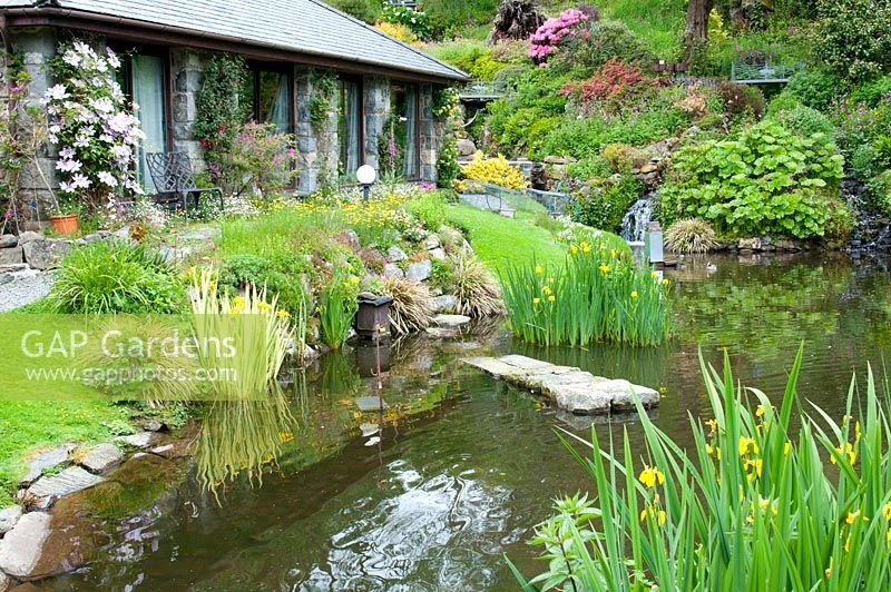 Hillside garden by stone bungalow with small lake, waterfall and mature trees, shrubs and perennials including Iris, Clematis and Rhododendron at Llyn Rhaeadr, Harlech, Wales. The garden is open for the National Garden Scheme.