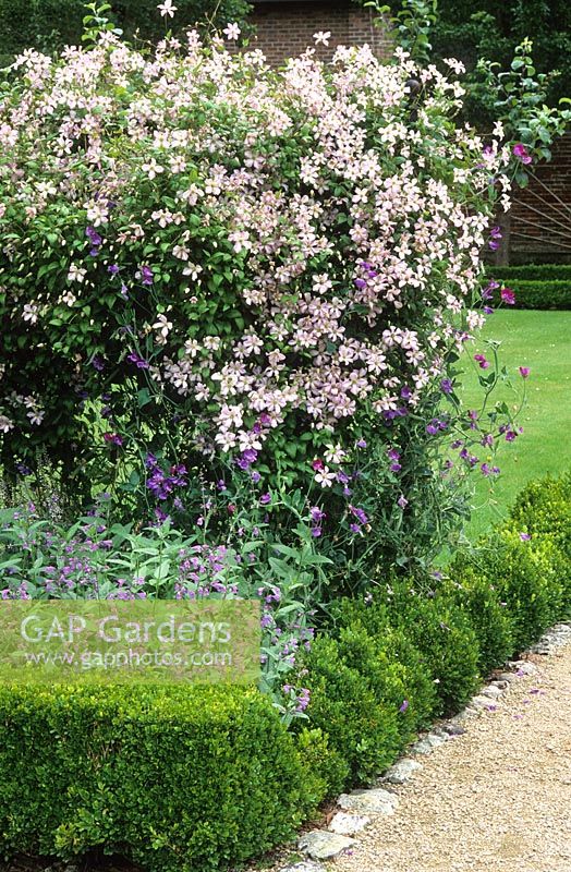 Clematis 'Little Nell' with sweet peas and Salvia at West Dean Gardens, Chichester