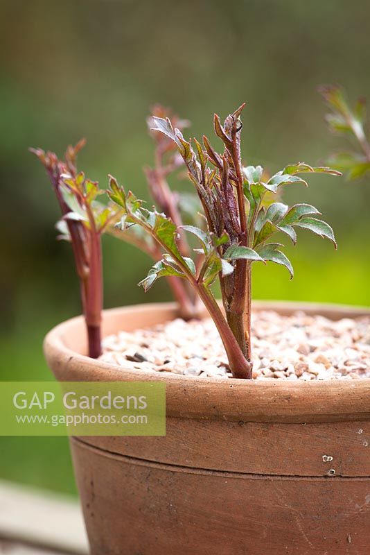 Taking basal cuttings from Dahlia 'Bishop of Llandaff'. Planting cuttings around edge of a terracotta pot and adding grit