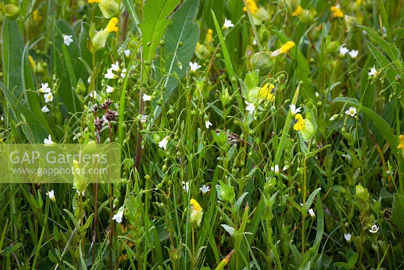 Fairy flax and Yellow rattle - Linum catharticum and Rhinanthus minor
