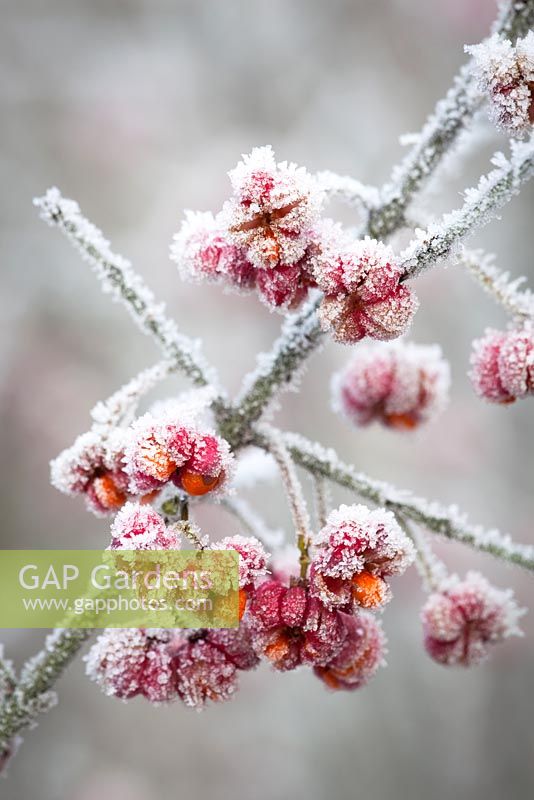 Hoar frost on Spindle berries - Euonymus europaeus