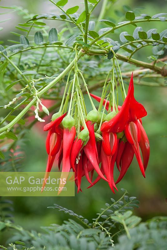 Clianthus puniceus 'Red Cardinal' syn. Clianthus puniceus AGM. Lobster claw