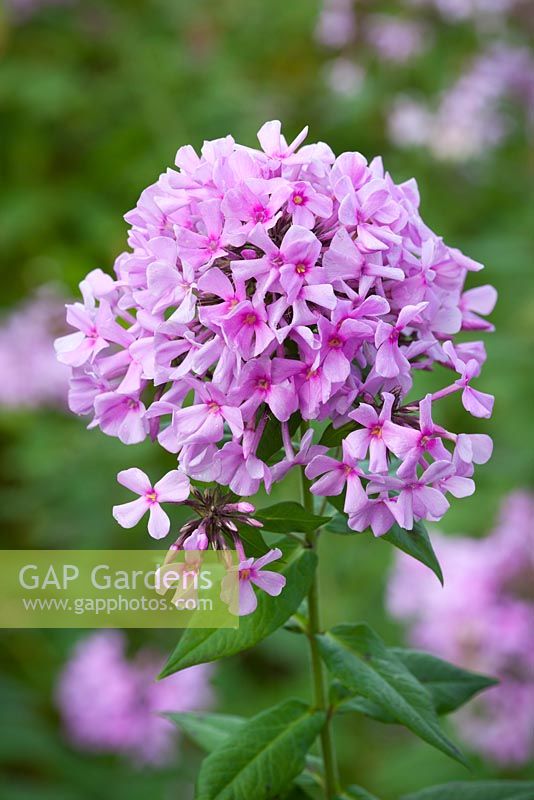 Phlox x arendsii 'Autumn's Pink Explosion'