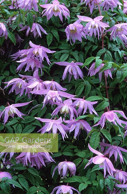 Clematis macropetala 'Floralia'