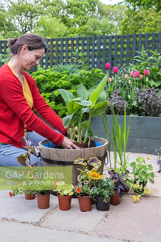 Planting Canna indica