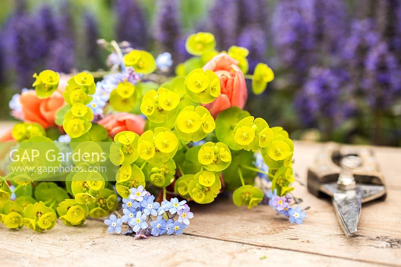 Freshly cut flowers of Euphorbia, Myosotis and Tulipa 'Princess Irene'