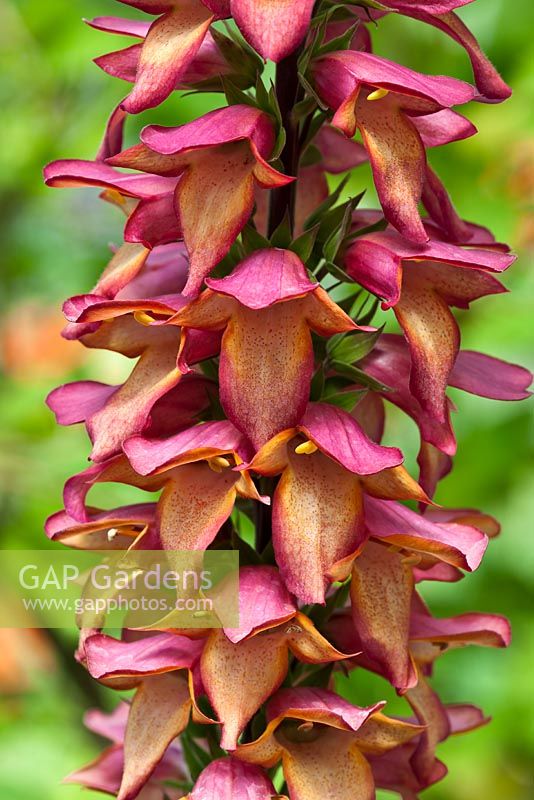 Digitalis 'Illumination' 