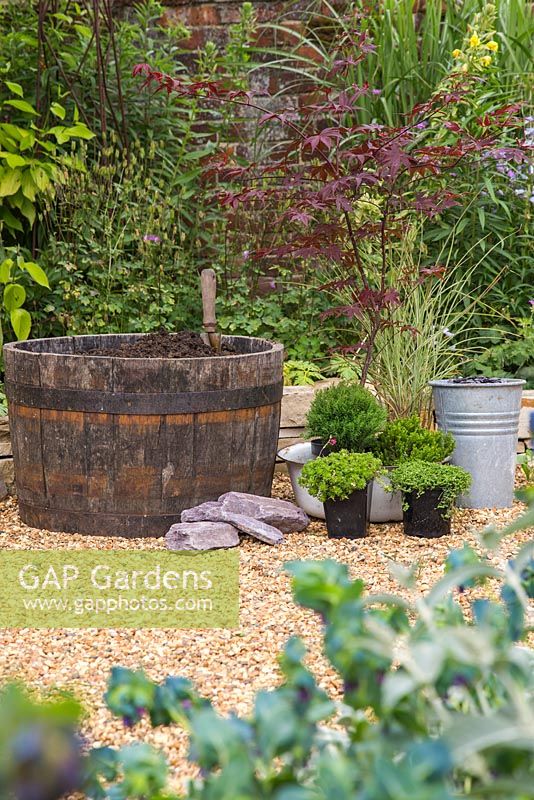 Wooden barrel for Japanese themed container with plants including, Thuja occidentalis 'Teddy', Acer palmatum 'Bloodgood', Pratia pedunculata 'Alba', Saxifraga 'Peter Pan', Hebe and Miscanthus sinensis 'Morning Light'