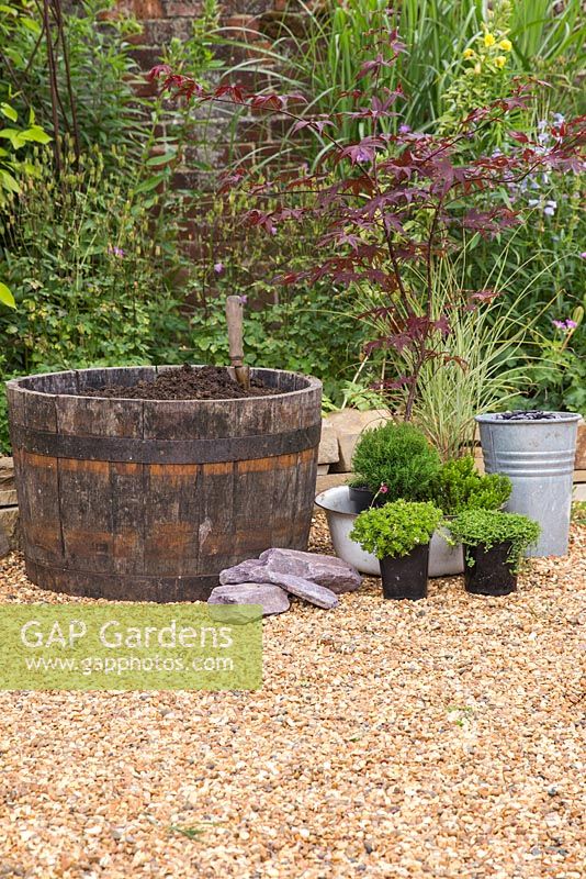 Wooden barrel for Japanese themed container with plants including, Thuja occidentalis 'Teddy', Acer palmatum 'Bloodgood', Pratia pedunculata 'Alba', Saxifraga 'Peter Pan', Hebe and Miscanthus sinensis 'Morning Light'