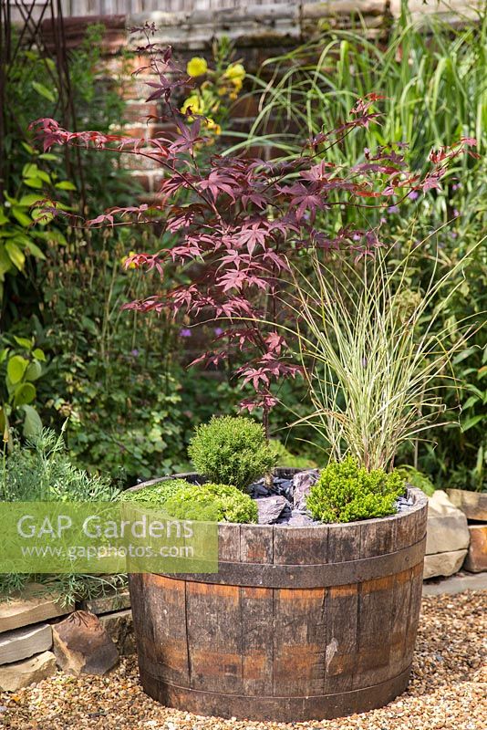 Japanese themed wooden barrel container with plants including Thuja occidentalis 'Teddy', Acer palmatum 'Bloodgood', Pratia pedunculata 'Alba', Saxifraga 'Peter Pan', Hebe and Miscanthus sinensis 'Morning Light'. 