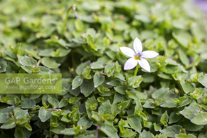 Pratia pedunculata 'Alba' 