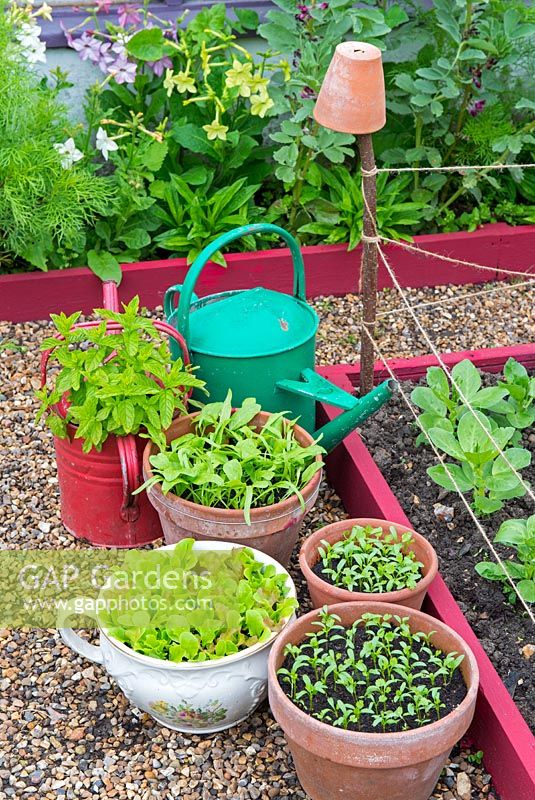 Pots of herbs - garden Mint, mixed salad leaves, Coriander and Spinach 'Picasso'