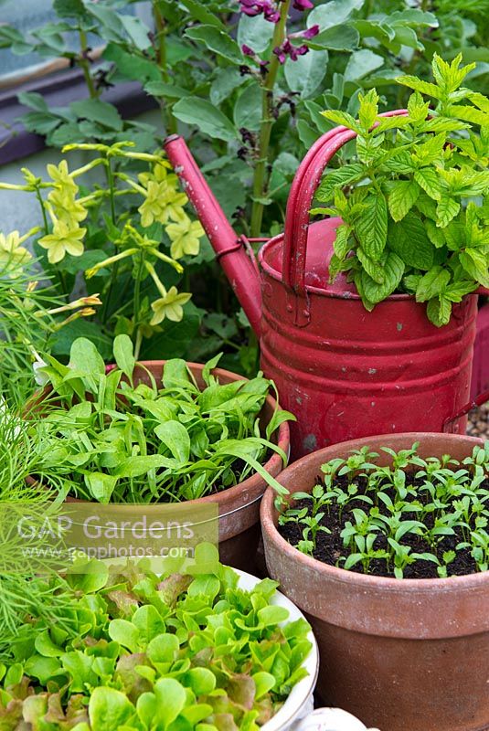 Pots of herbs - garden Mint, mixed salad leaves, Coriander and Spinach 'Picasso' 
