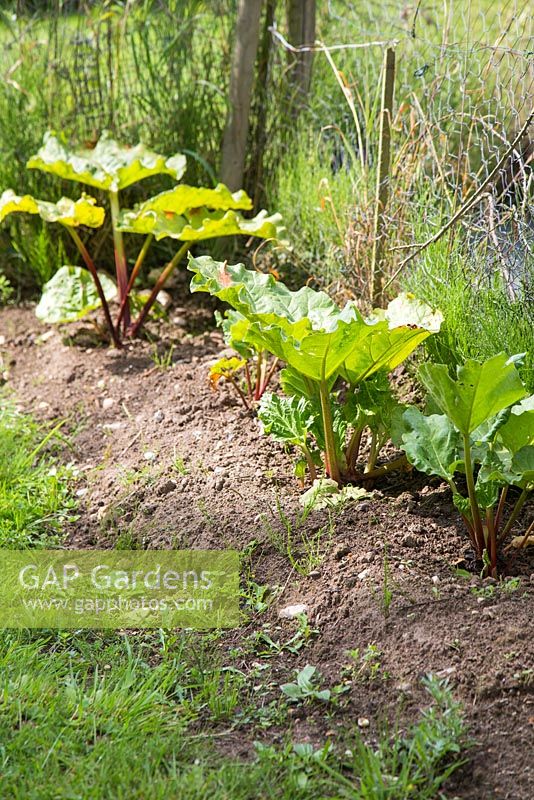Growth development of Rhubarb 'Timperley Early'