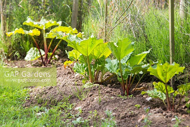 Growth development of Rhubarb 'Timperley Early'
