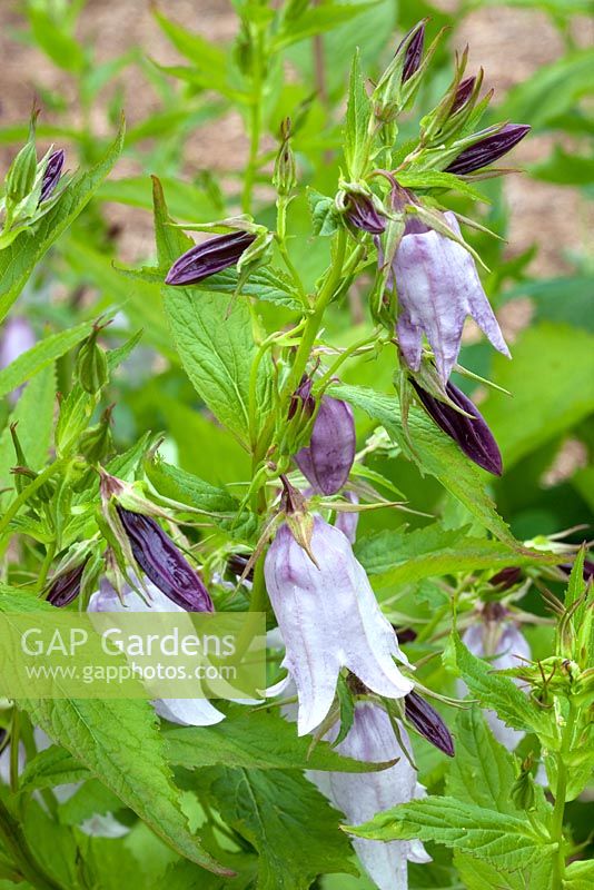 Campanula 'Crystal'