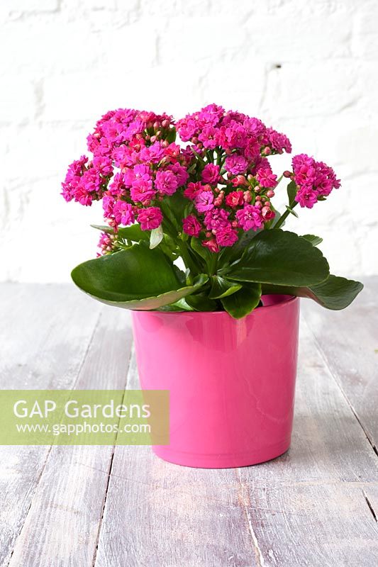 Pink Kalanchoe in pink container