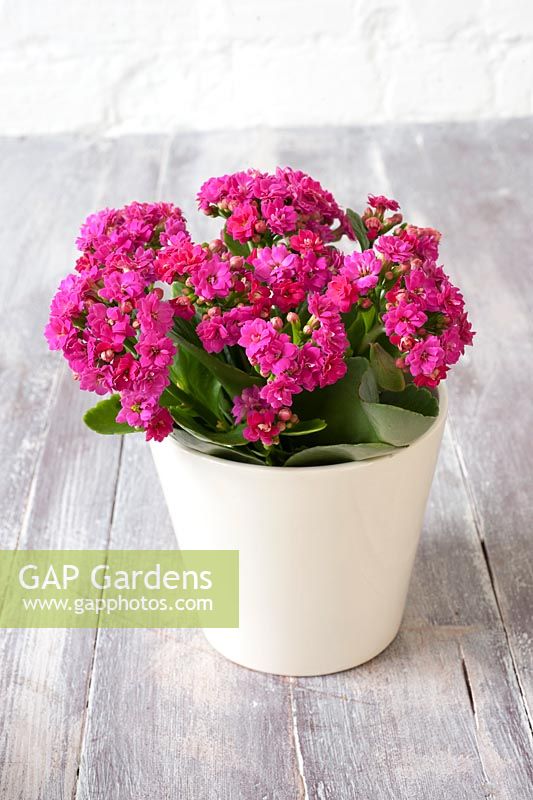 Pink Kalanchoe in white container
