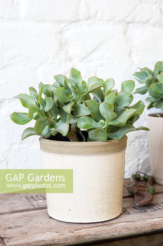 Crassula arborscens in container