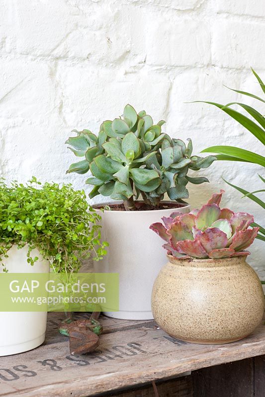 Houseplants displayed with old wooden box - Crassula,  Echeveria and Soleirolia soleirolii