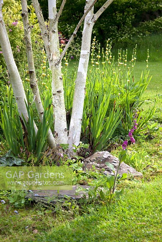 Multi-stemmed Betula - birch tree with Sisyrinchium