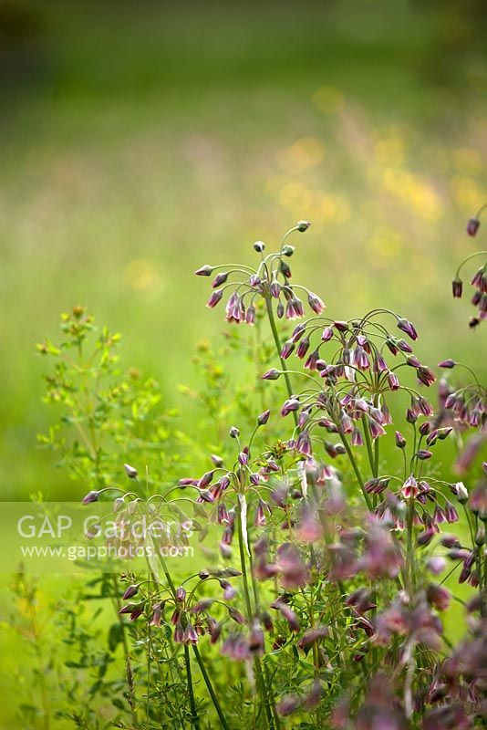 Nectaroscordum siculum 