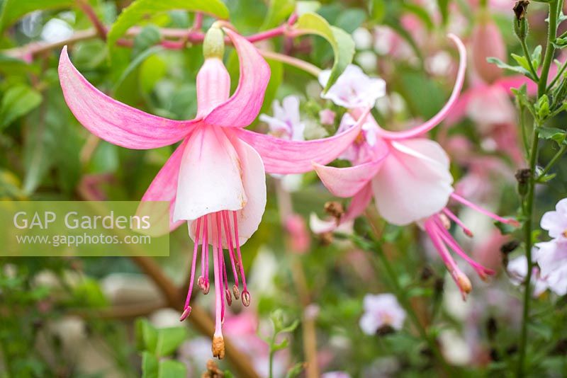 Fuchsia 'Upright Shelford'