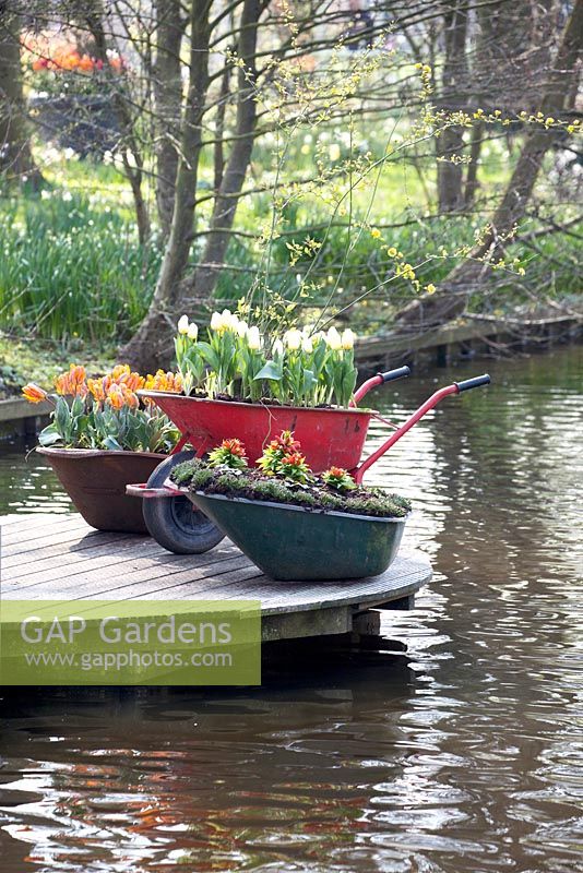 Recycled wheelbarrows used as tubs for flowers like whie and orange tulips situated on a roundshaped decking.