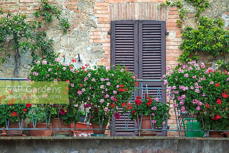 Pelargoniums in pots on a balcony in Monticchiello, Tuscany, Italy