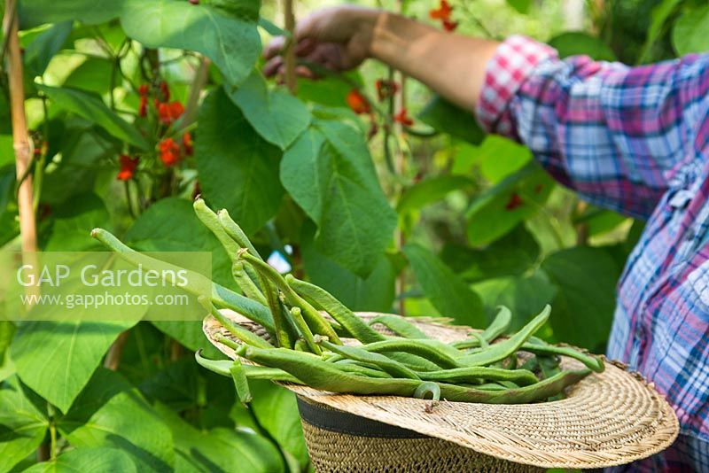 Woman using a hat to collect Runner Bean 'Wisley Magic'. 