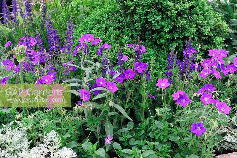 Geranium clarkei 'Kashmir Purple' with Salvia and centaurea