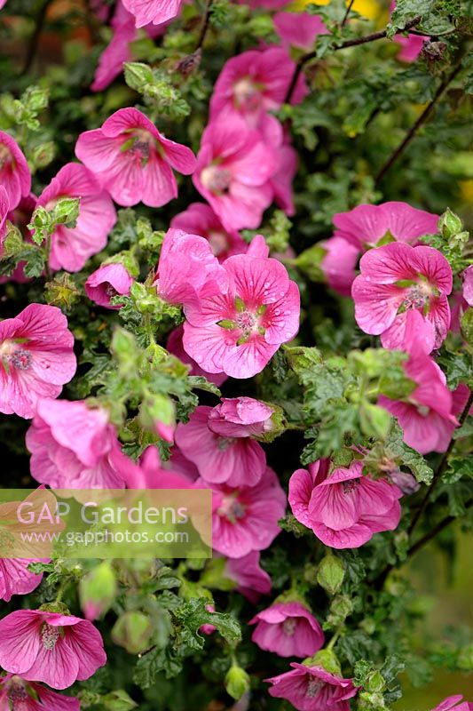 Anisodontea capensis 'Elegans Princess'