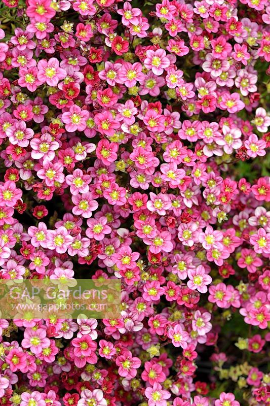 Saxifraga x arendsii 'Neon Rose' Touran