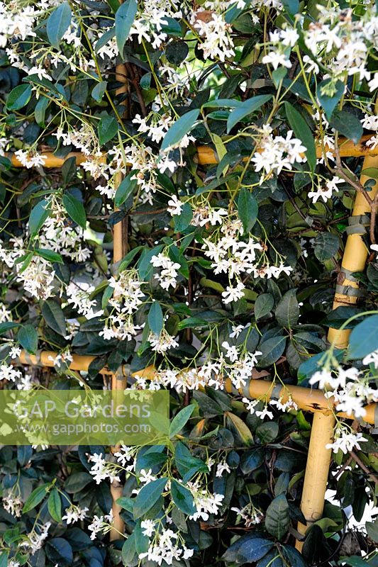 Trachelospermum jasminoides - Star Jasmine supported with bamboo canes