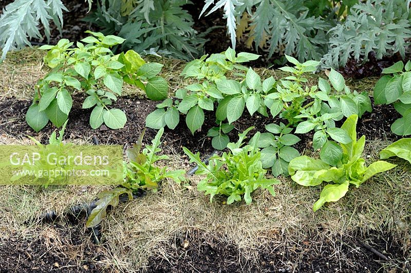 Lasagna gardening - Potato and Lettuce 'Catalogna Cerbiatta'