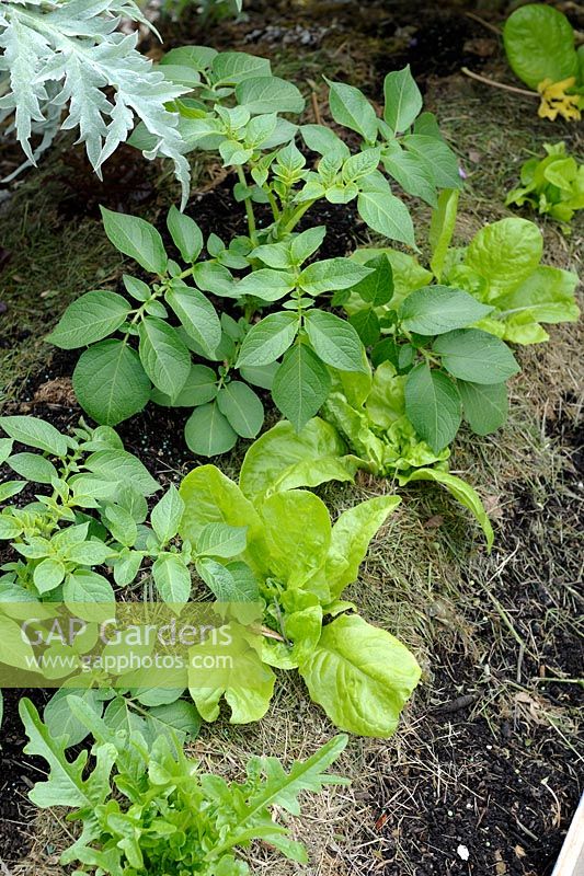 Lasagna gardening - Potato and Salads