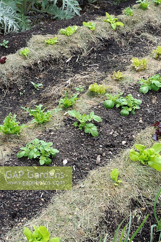 Lasagna gardening - Potato and Salads