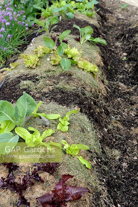 Lasagna gardening - Salads and Cabbages