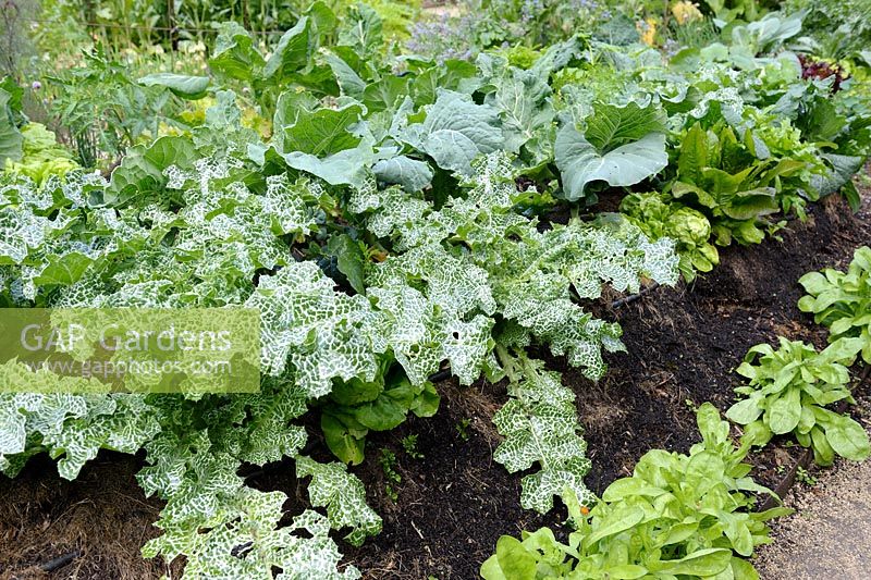 Lasagna gardening - Milk Thistle and Cabbages