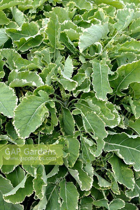 Brassica oleracea var. acephala - Cabbage 'Daubenton'