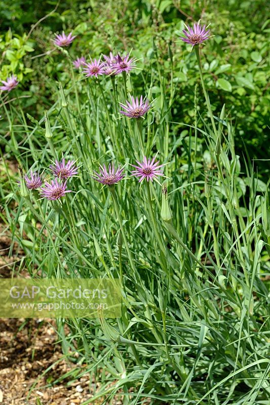 Tragopogon porrifolius - Salsify