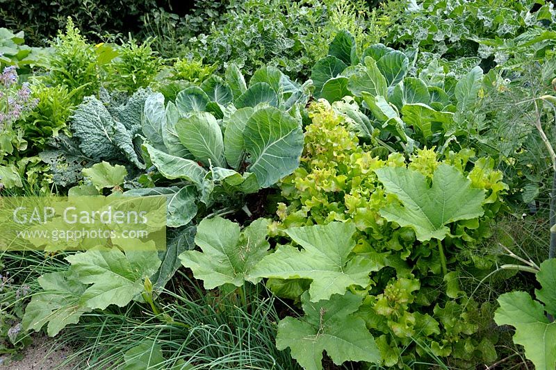 Tightly planted vegetable bed with Cabbage, Lettuce and Rhubarb
