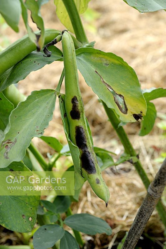 Botrytis fabae - Chocolate spot disease on Broad Bean pod and leaves
