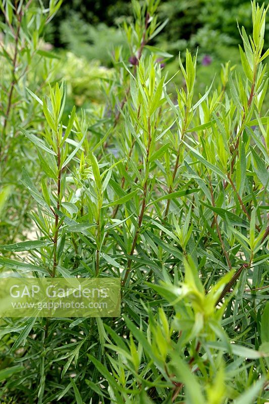 Artemisia dracunculus var. inodora - Russian Tarragon