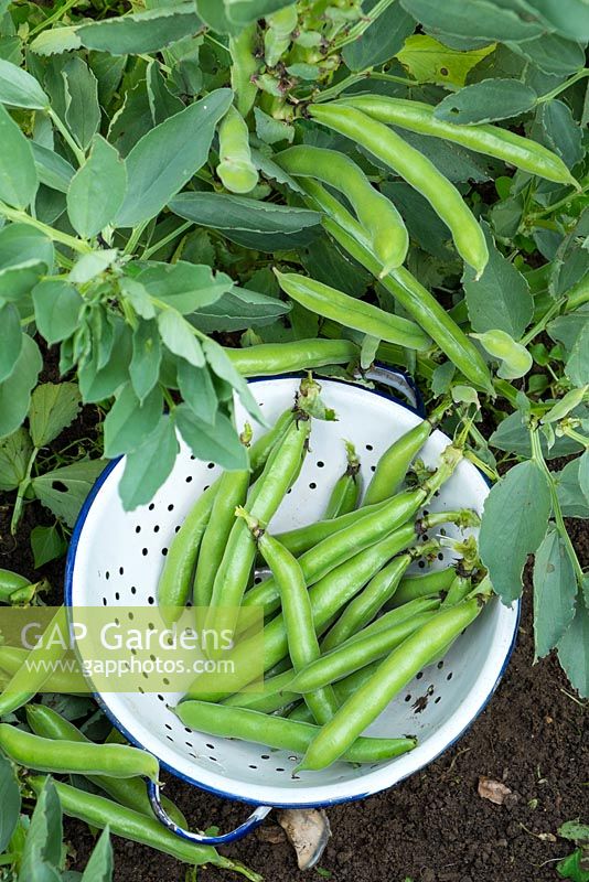Picked Broad Beans 'The Sutton' in enamel colander beside garden crop of beans.