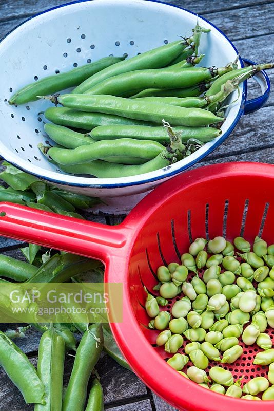 Picked Broad Beans 'The Sutton' in enamel colander with shelled beans in plastic colander