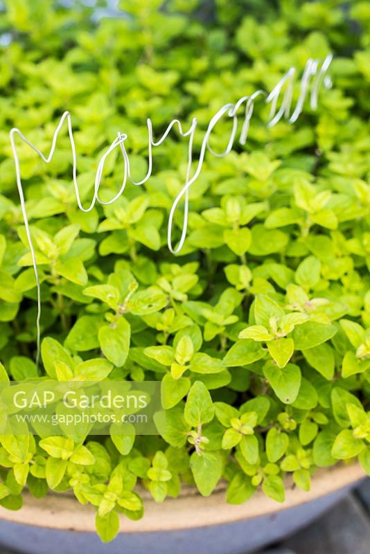 Thin metal wire bent to shape for plant label Marjoram