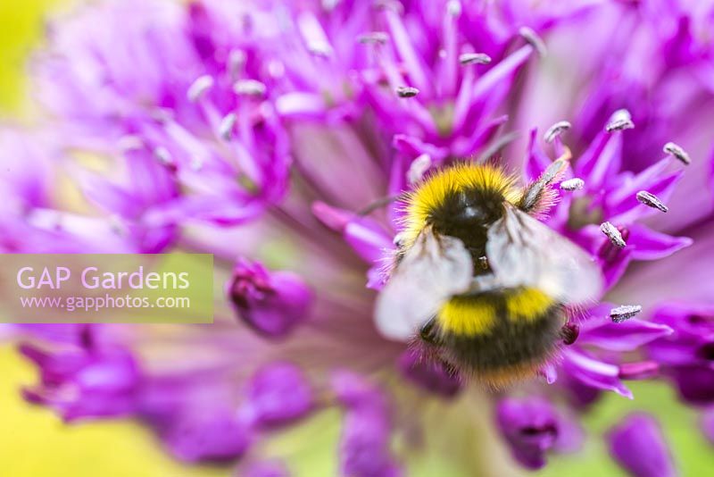 Early bumblebee gathering pollen from Allium. Bombus pratorum